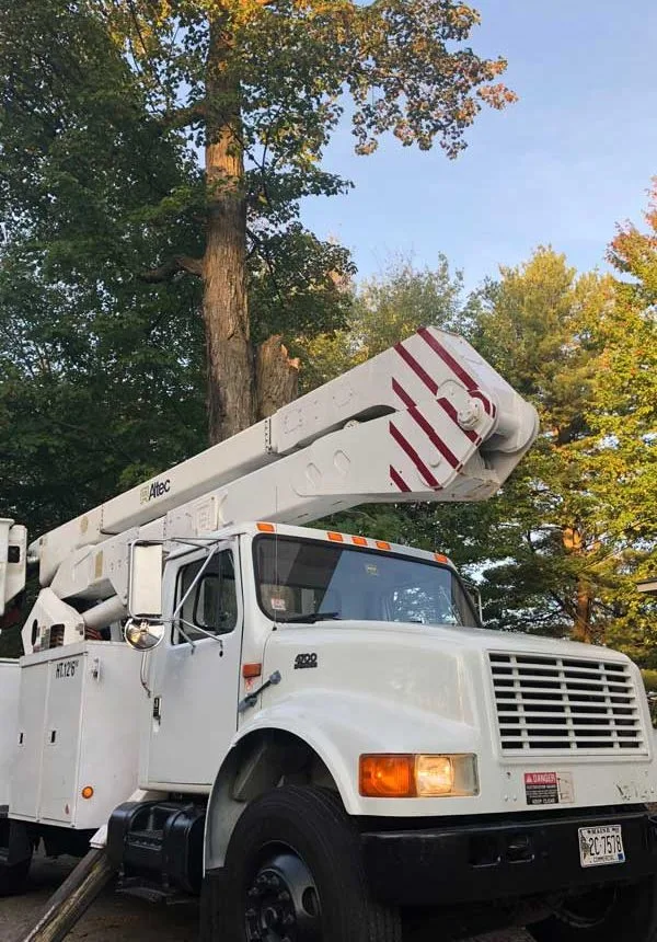 Trees & Driveways LLC. gallery 5