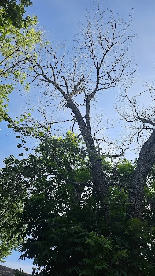 TreeTop Tree Service. work site