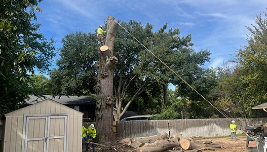 TreeTop Tree Service. gallery 4