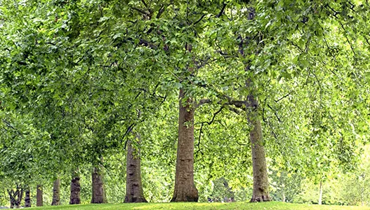 TreeTop Tree Service. gallery 5