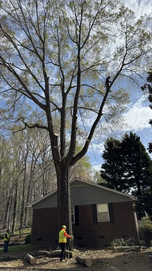 Triple A Tree Service LLC work site
