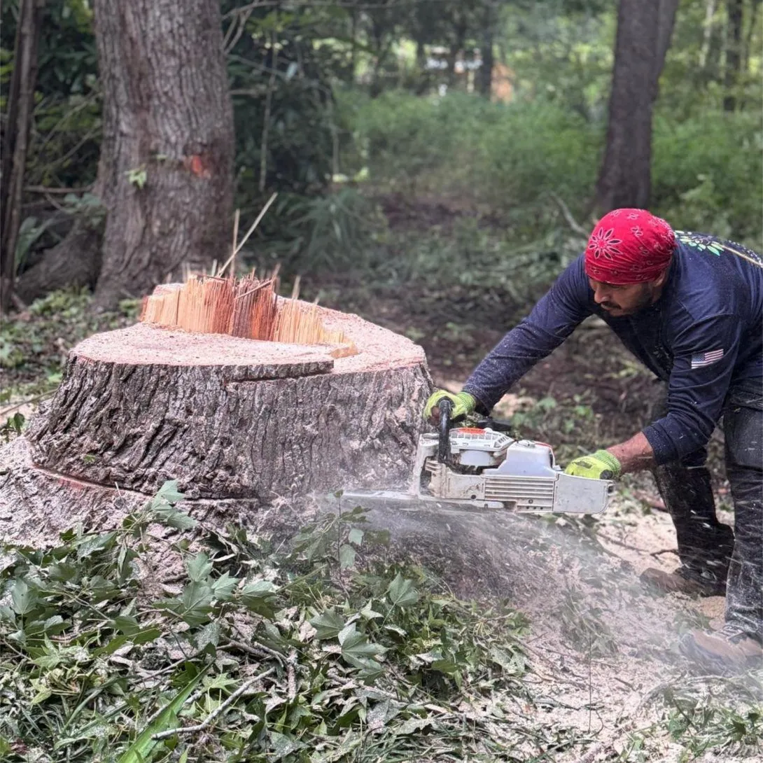 Triple A Tree Service LLC gallery 2