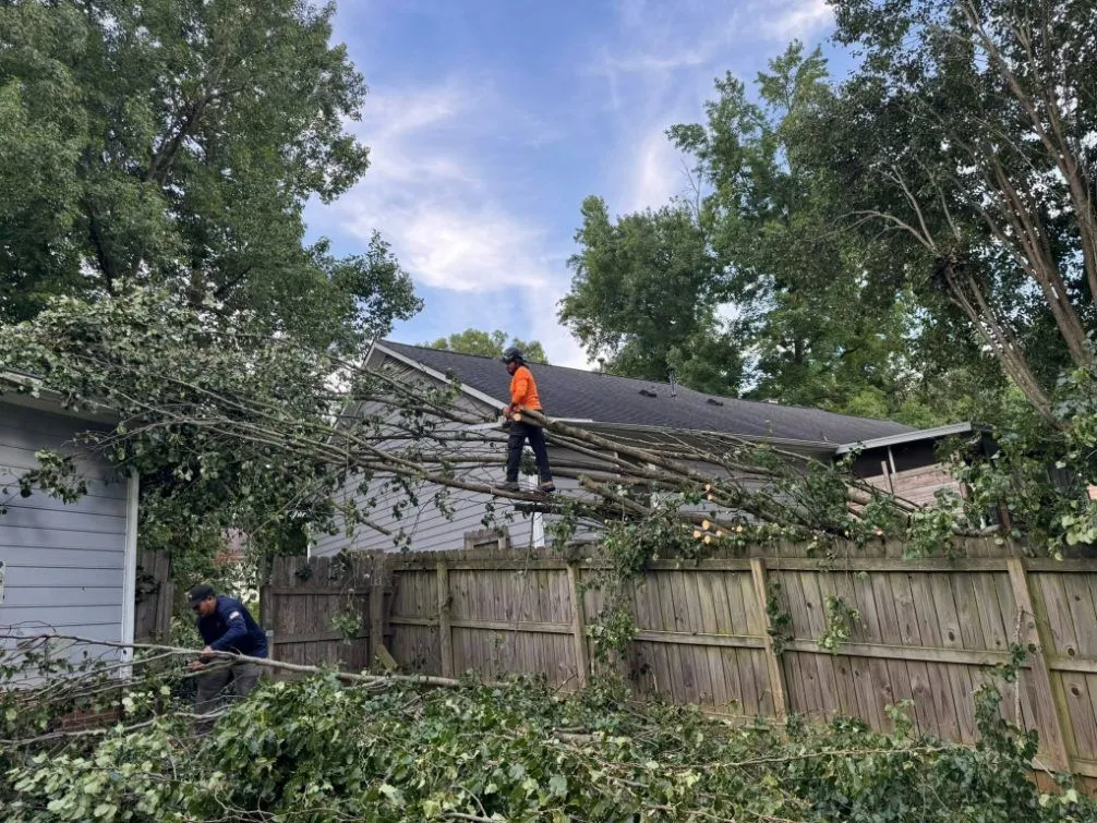 Triple A Tree Service LLC gallery 4