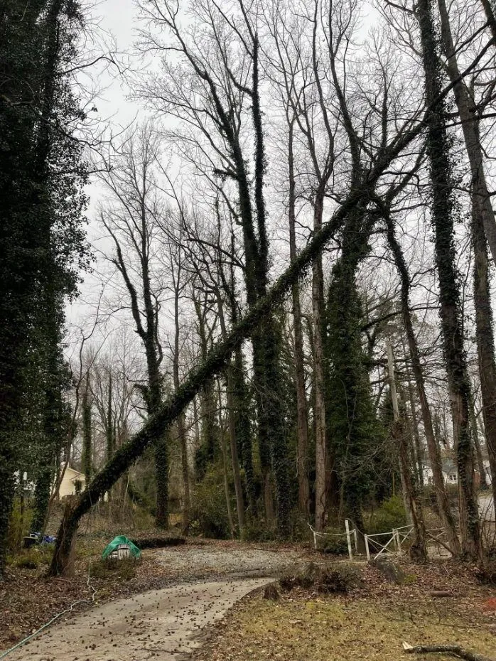 Triple A Tree Service LLC gallery 5