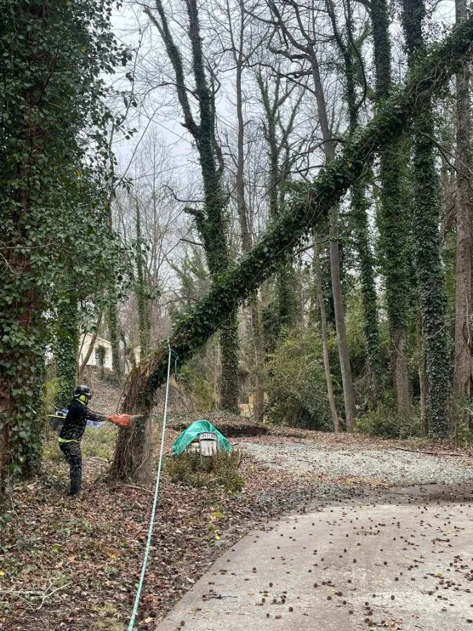 Triple A Tree Service LLC gallery 6