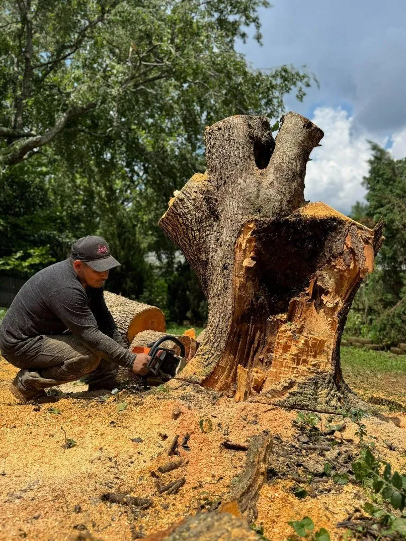 Triple A Tree Service LLC gallery 8