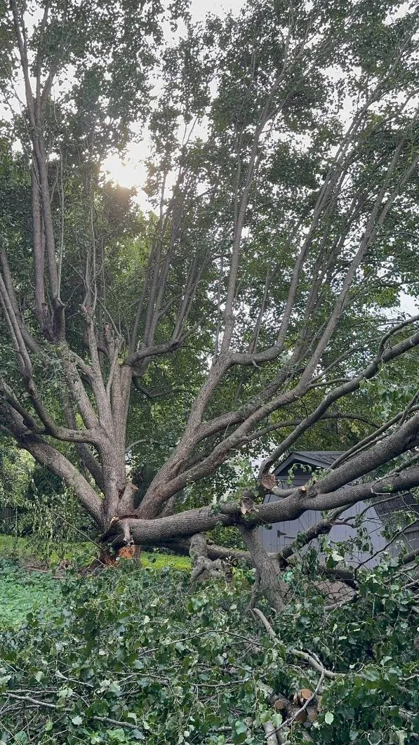 Triple A Tree Service LLC gallery 9