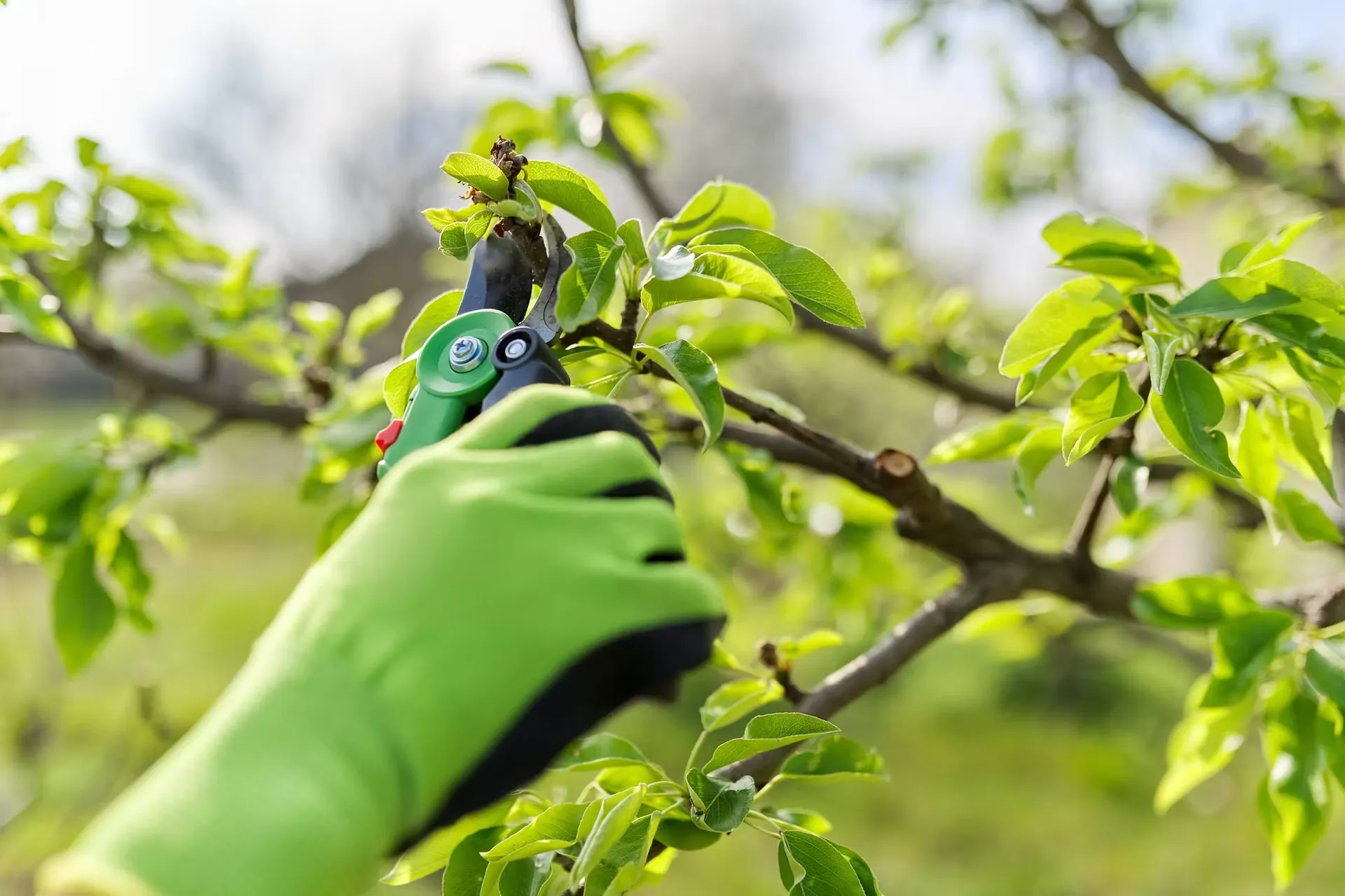 True Gen Tree Service gallery 3
