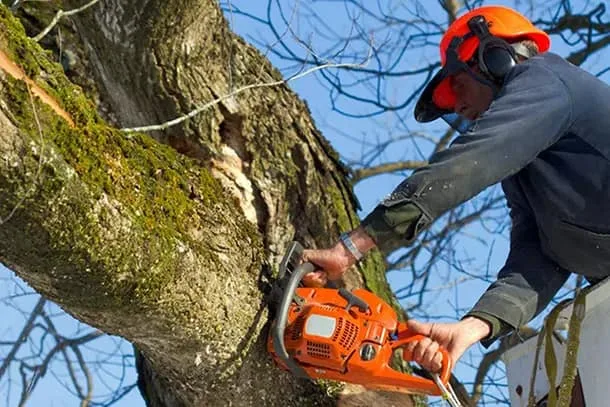 True Gen Tree Service gallery 4