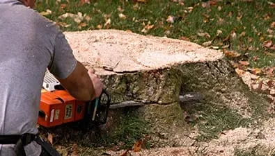True Gen Tree Service gallery 5