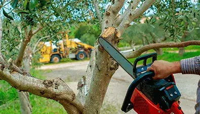 True Gen Tree Service gallery 6