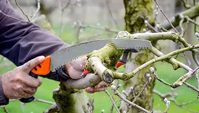 True Gen Tree Service gallery 8