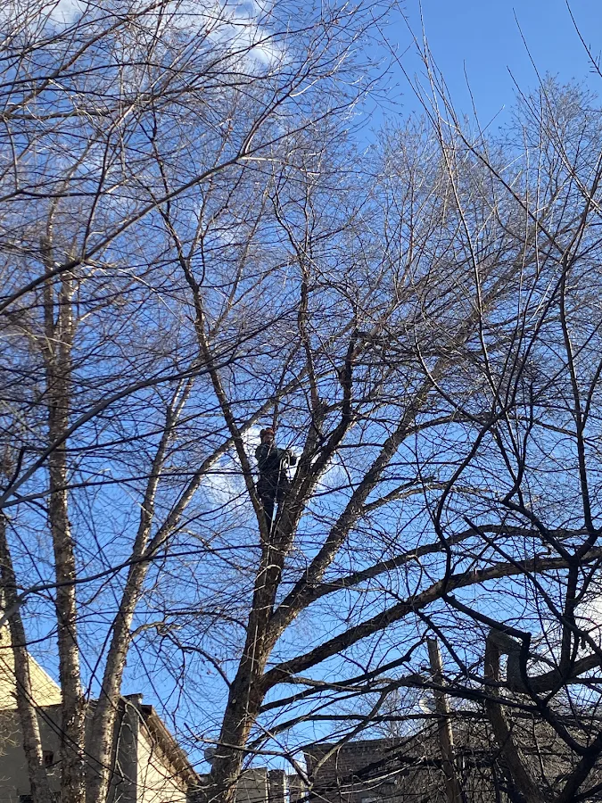 Urban Arborists BTH LLC