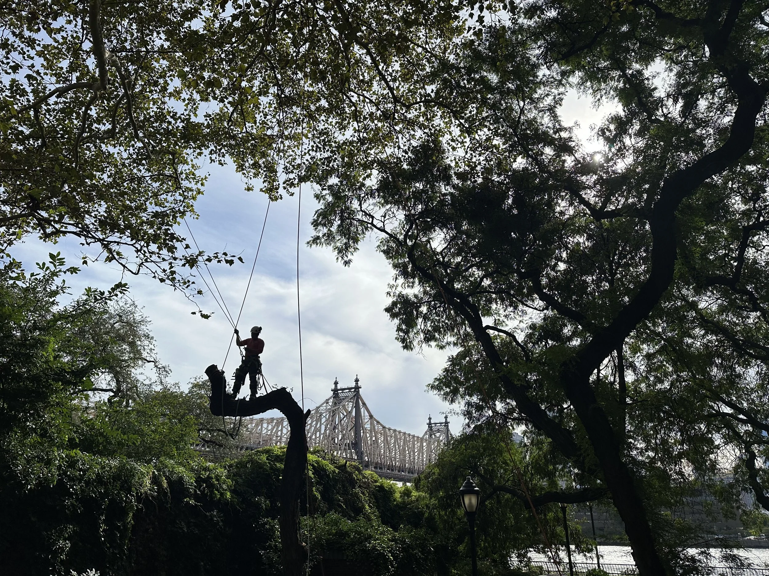 Urban Arborists BTH LLC gallery 3