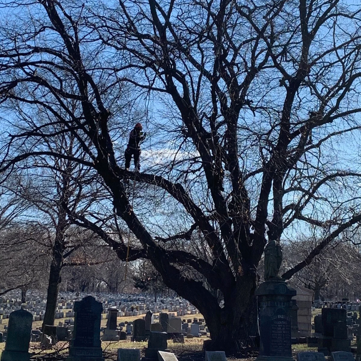 Urban Arborists BTH LLC gallery 6