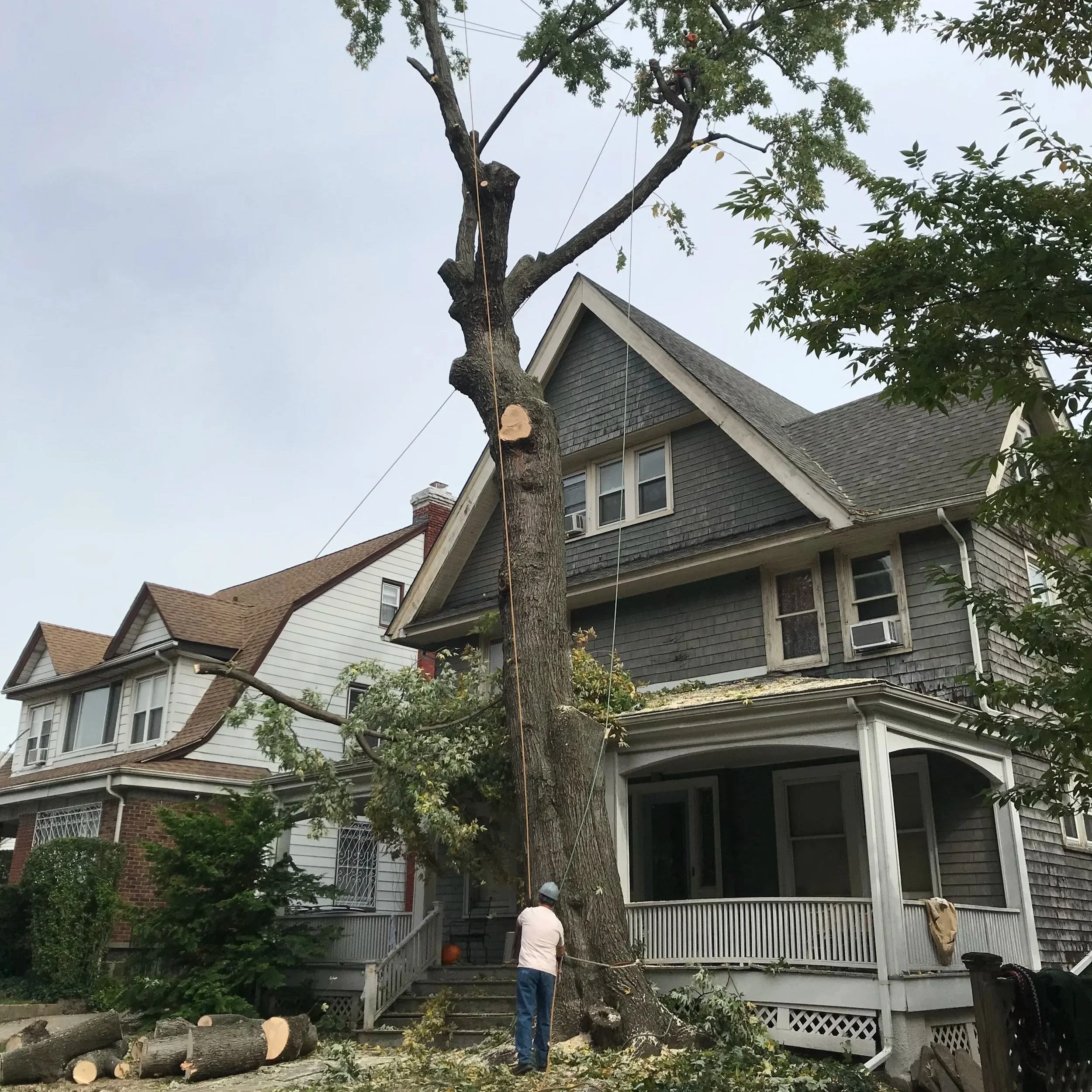 Urban Arborists BTH LLC gallery 8