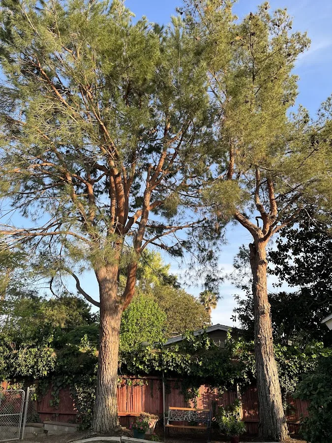 V & E Tree Service