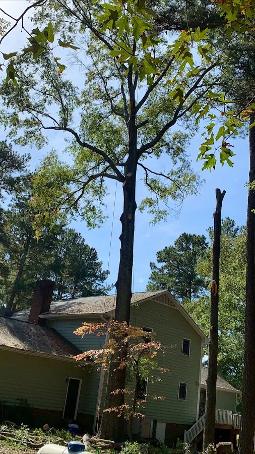 Vasquez Tree Service NC work site