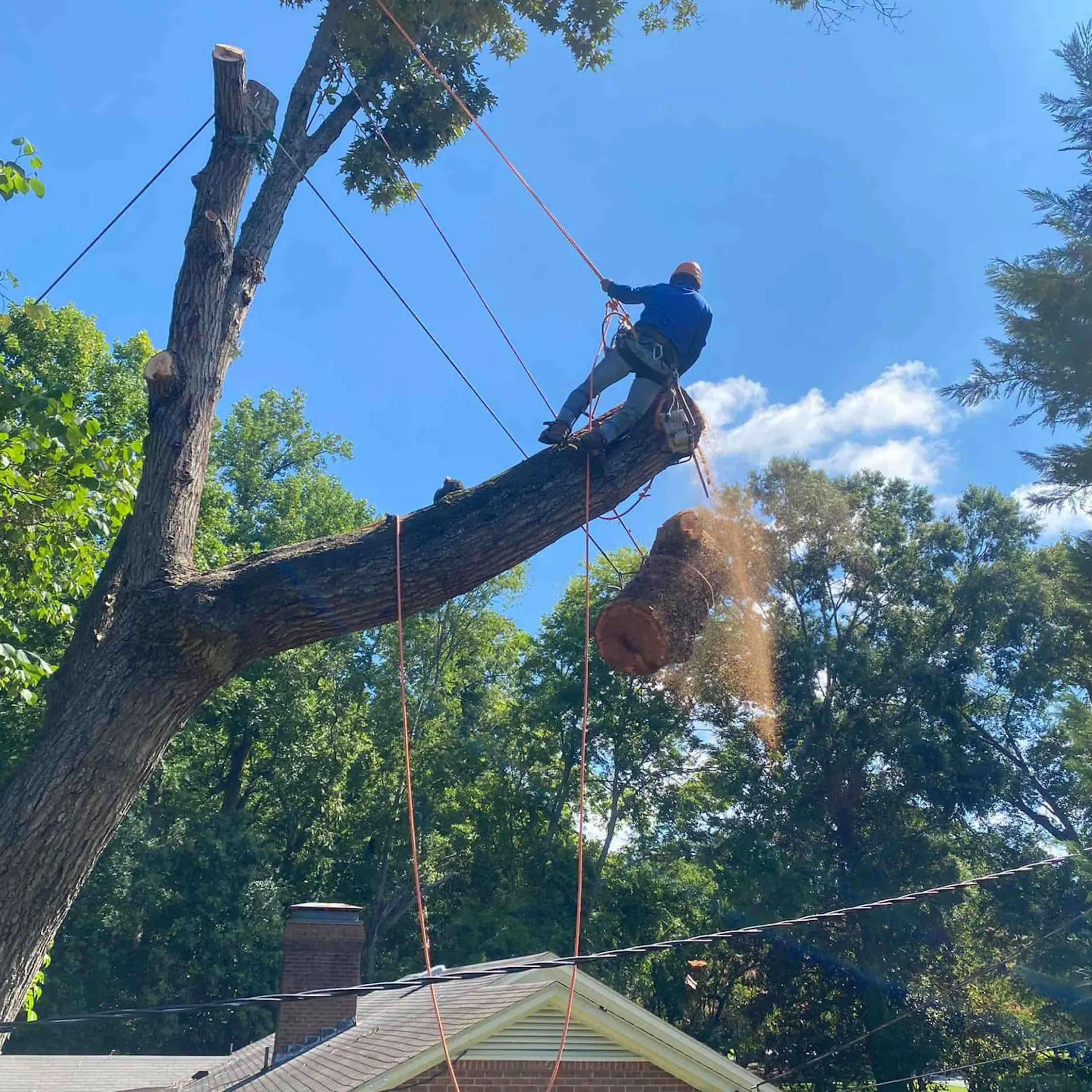 Vasquez Tree Service NC gallery 5