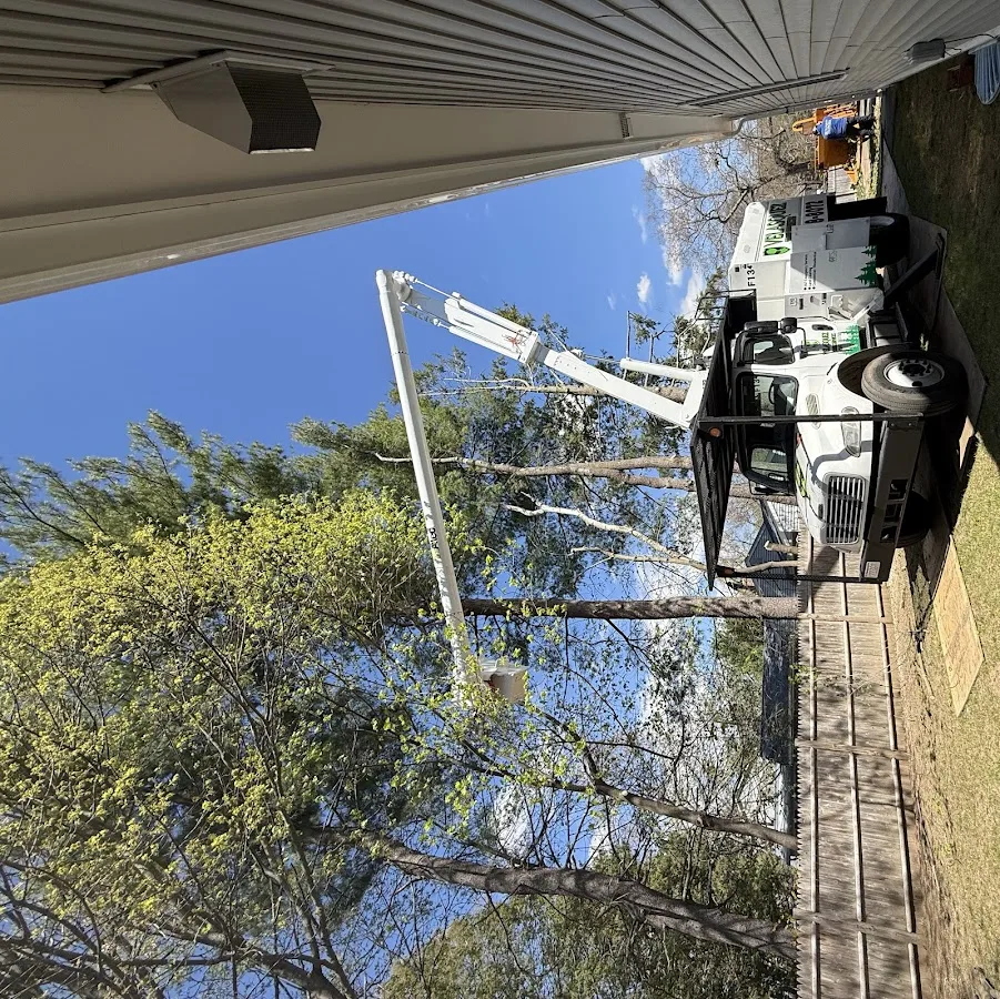 Velasquez Tree Service work site