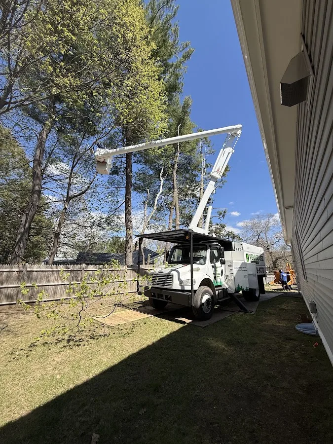 Velasquez Tree Service gallery 2