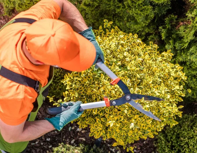 Velasquez Tree Service gallery 3