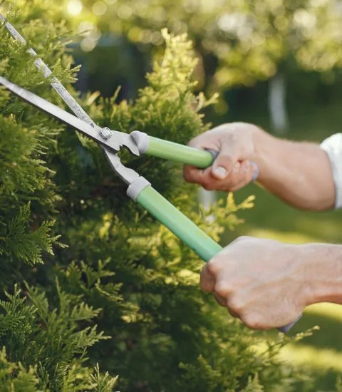 Velasquez Tree Service gallery 4