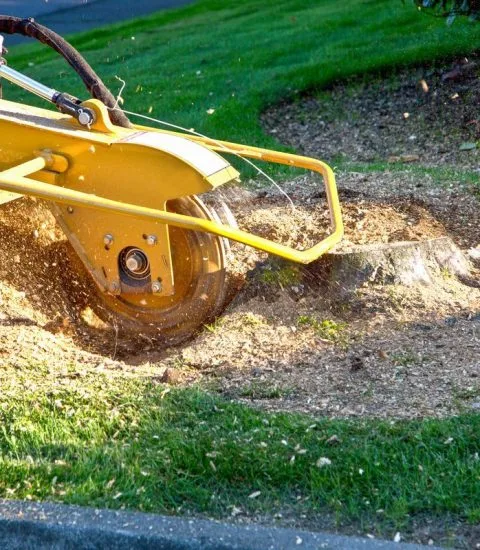 Velasquez Tree Service gallery 5