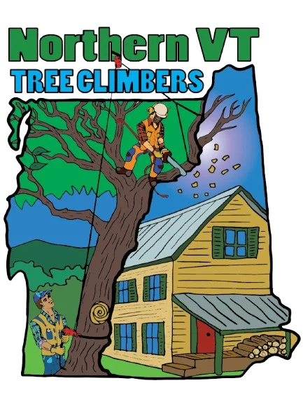 Vermont Tree Climbers gallery 2