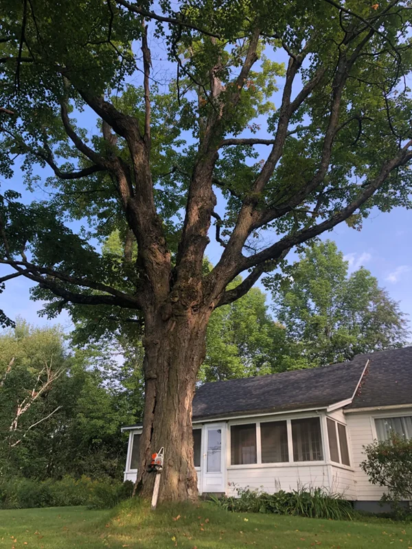 Vermont Tree Climbers gallery 3