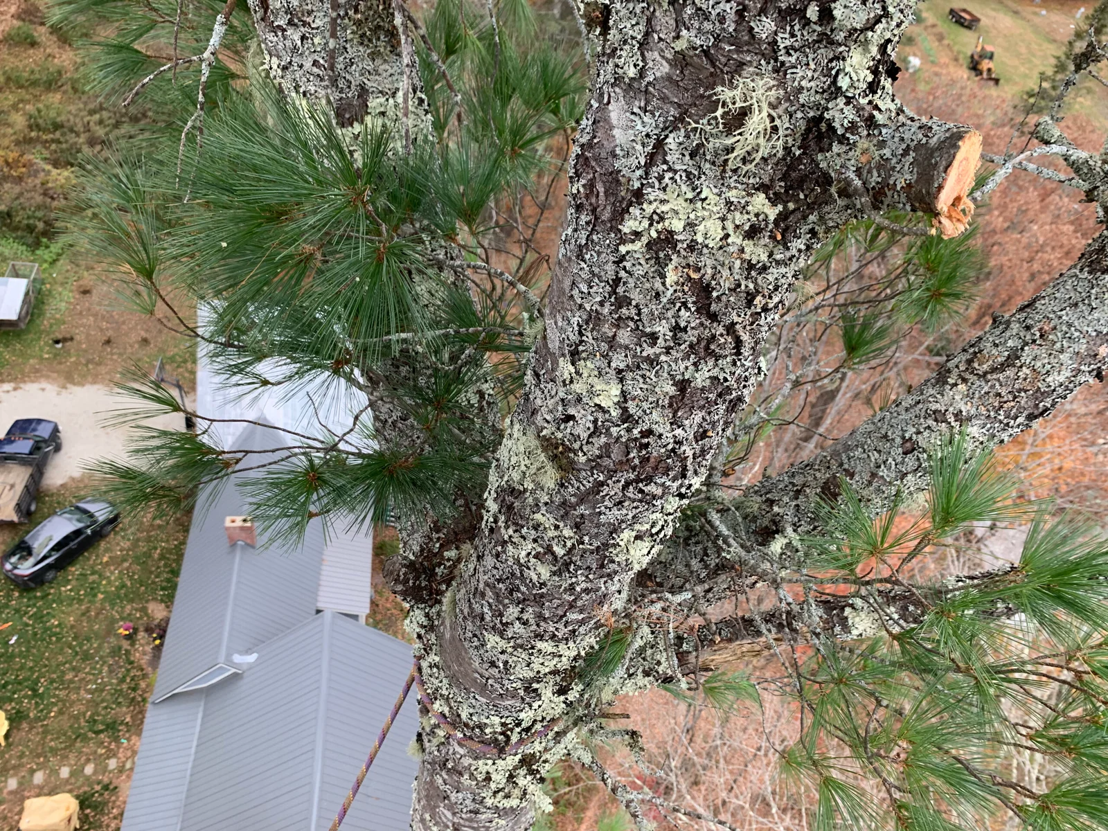 Vermont Tree Climbers gallery 4