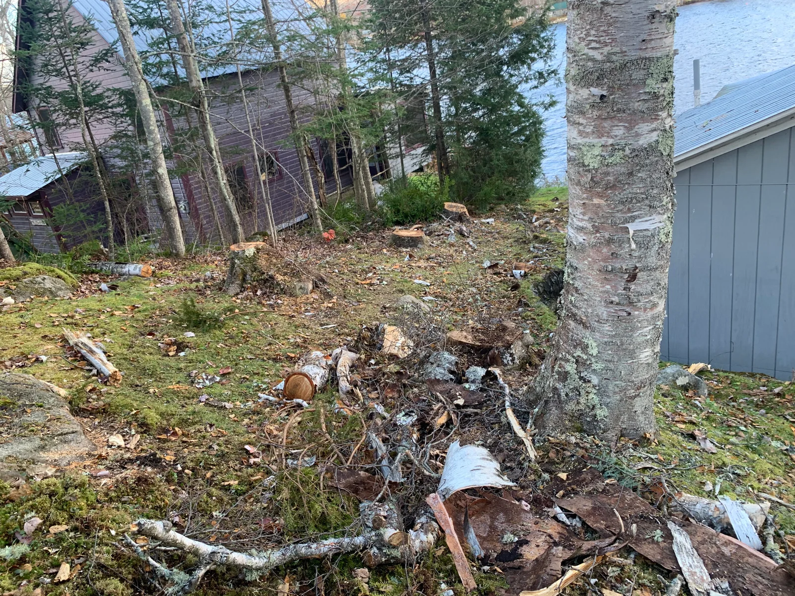 Vermont Tree Climbers gallery 5