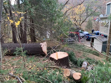 Vermont Tree Climbers gallery 8