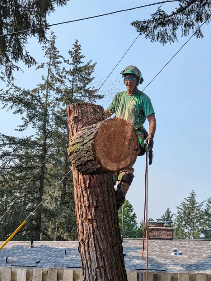 Very Good Stump Grinding & Tree Removal work site