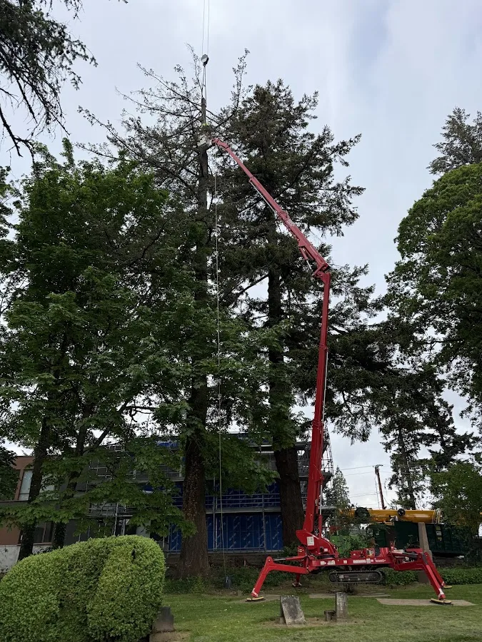 Very Good Stump Grinding & Tree Removal gallery 2
