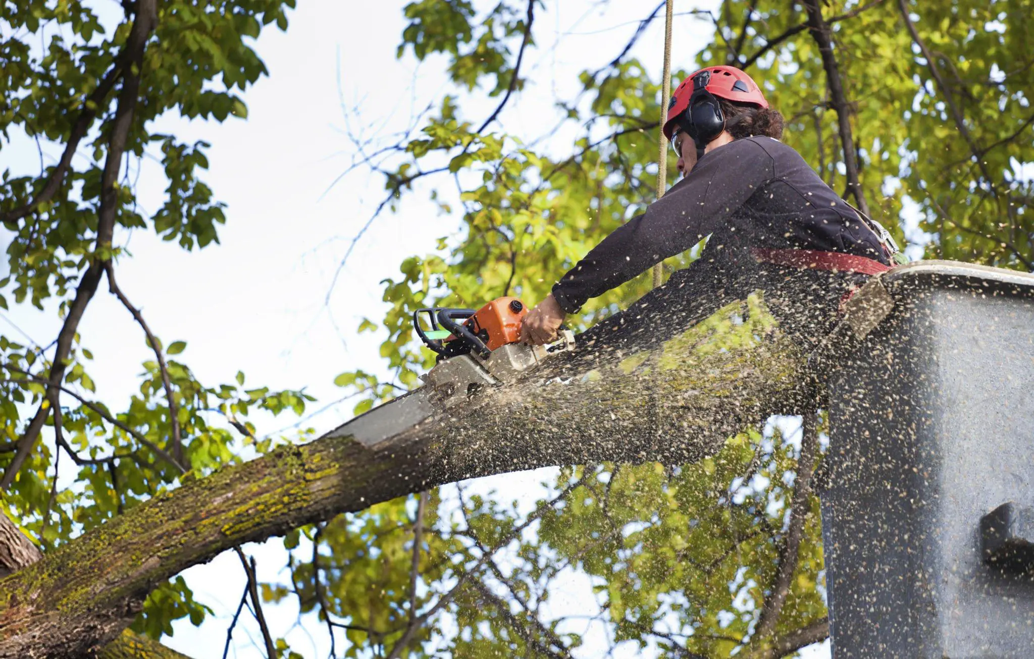 Very Good Stump Grinding & Tree Removal gallery 4