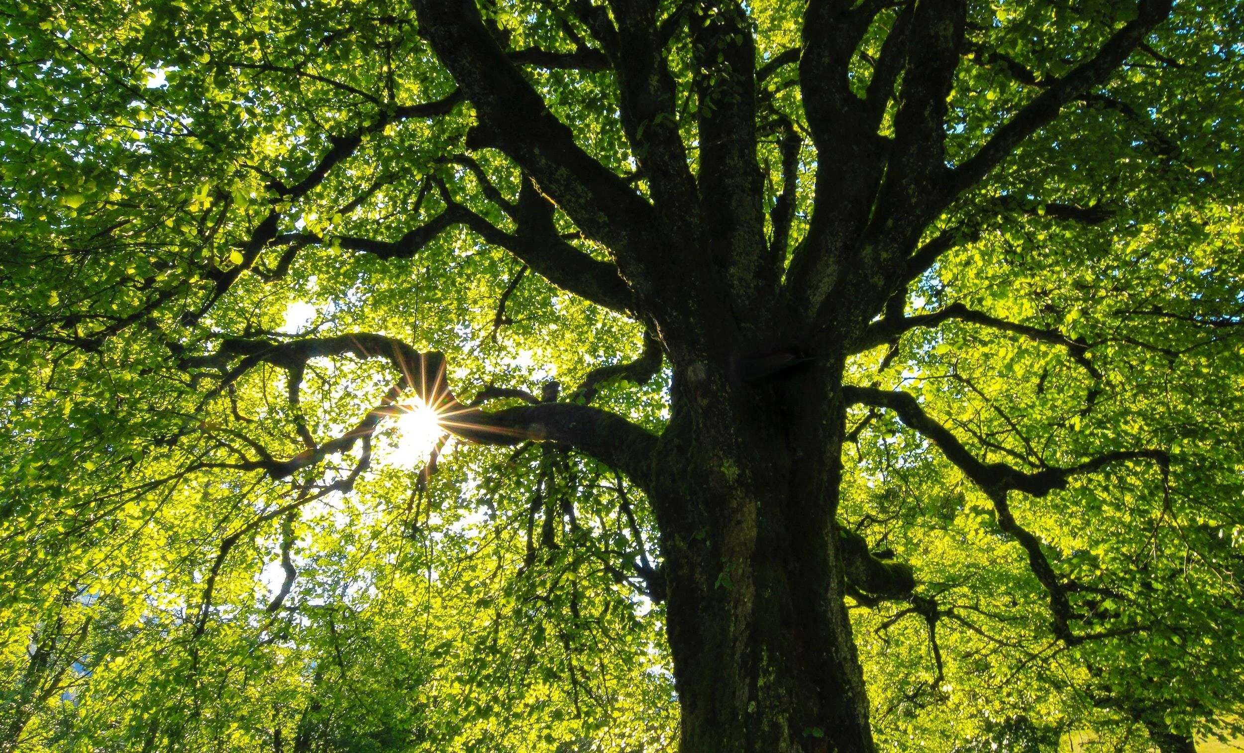 Wauson Tree Service gallery 2