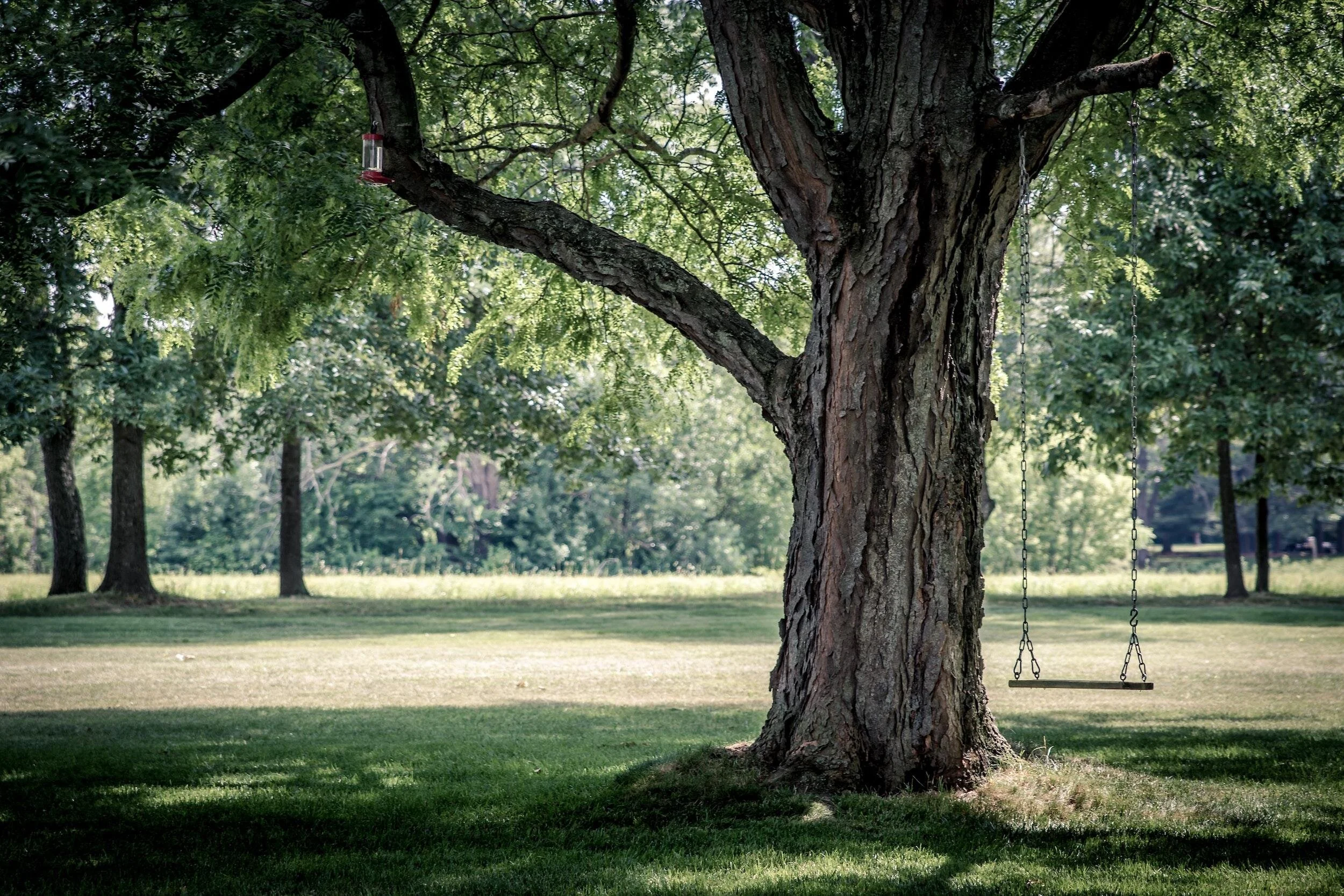 Wauson Tree Service gallery 4