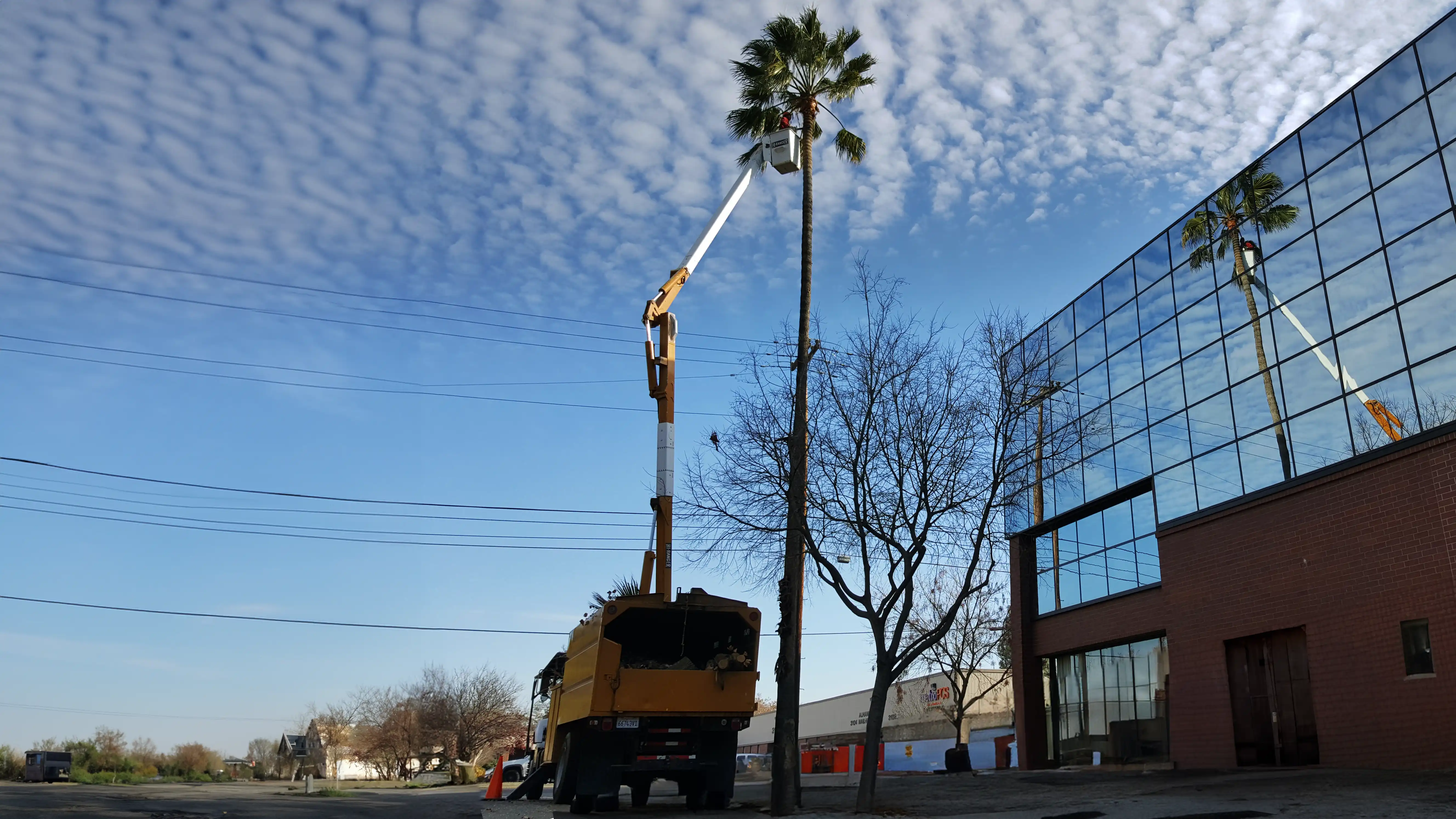West Coast Arborists, Inc. gallery 2