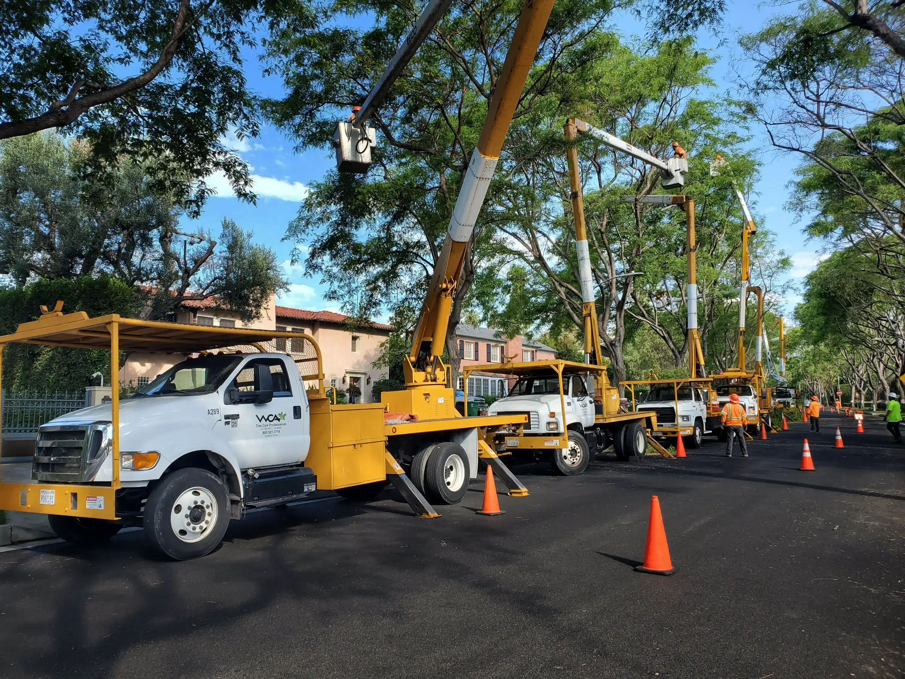 West Coast Arborists, Inc. gallery 4