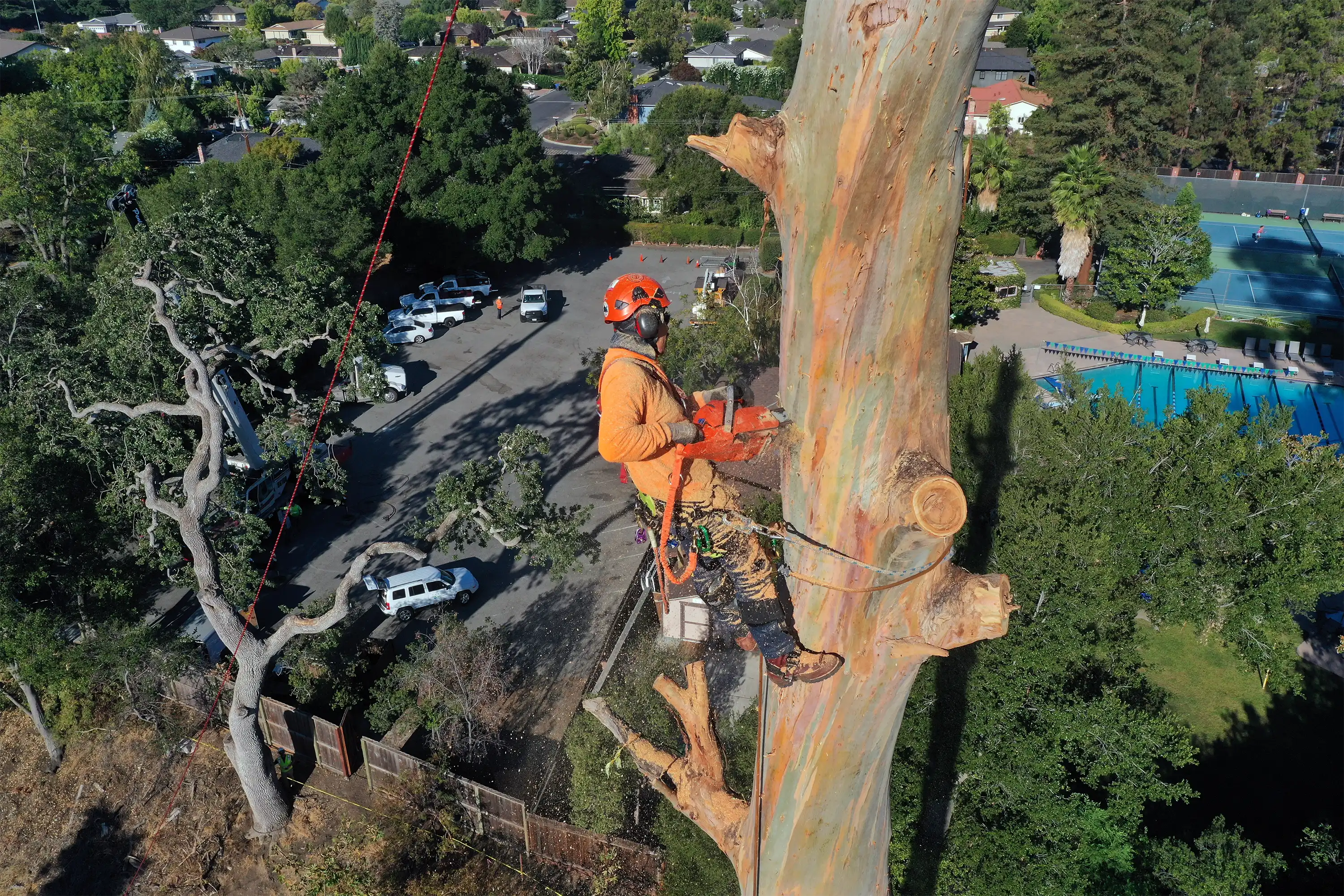 West Coast Arborists, Inc. gallery 8