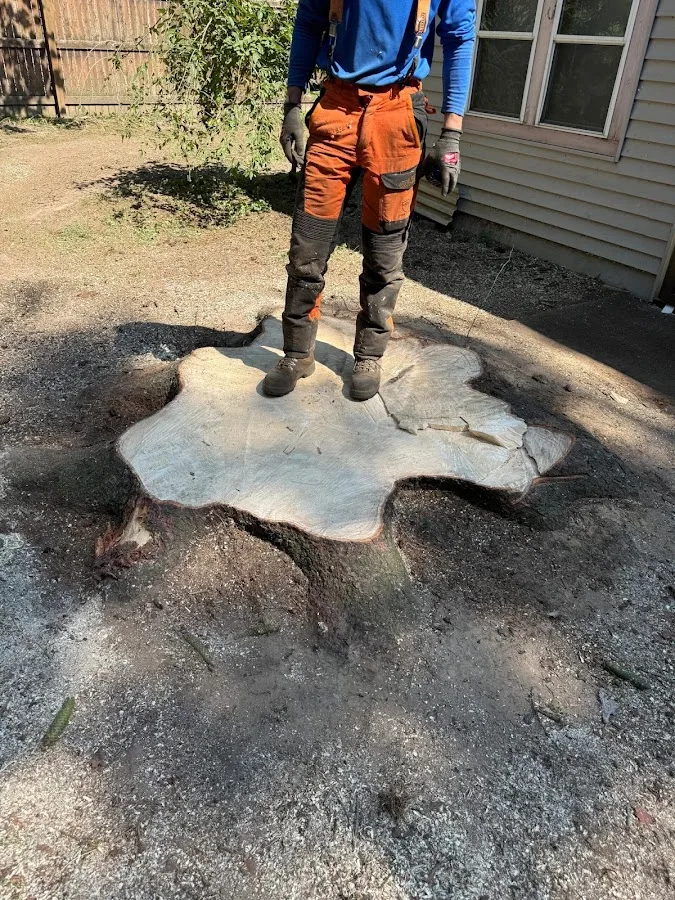 West Roots Tree Service