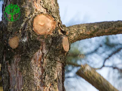 Westbrook Tree Trimming Lubbock gallery 2