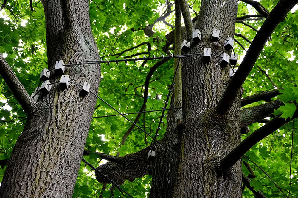 Westbrook Tree Trimming Lubbock gallery 3