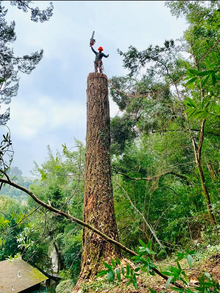Williams Tree Service LLC gallery 2