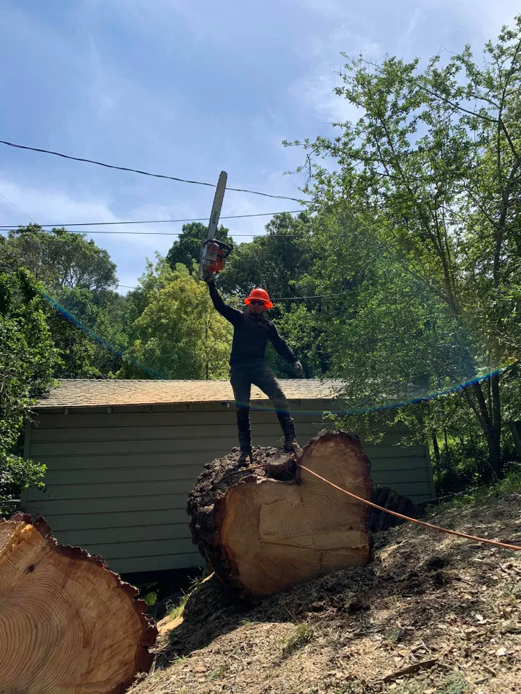 Williams Tree Service LLC gallery 3