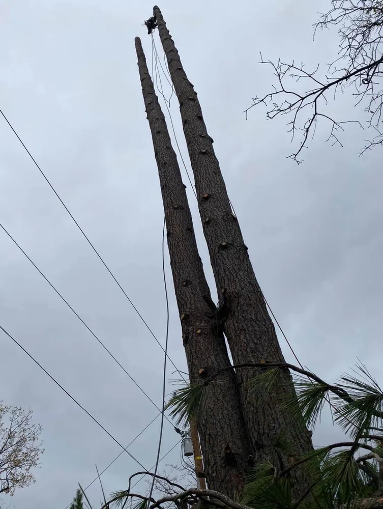 Williams Tree Service LLC gallery 4