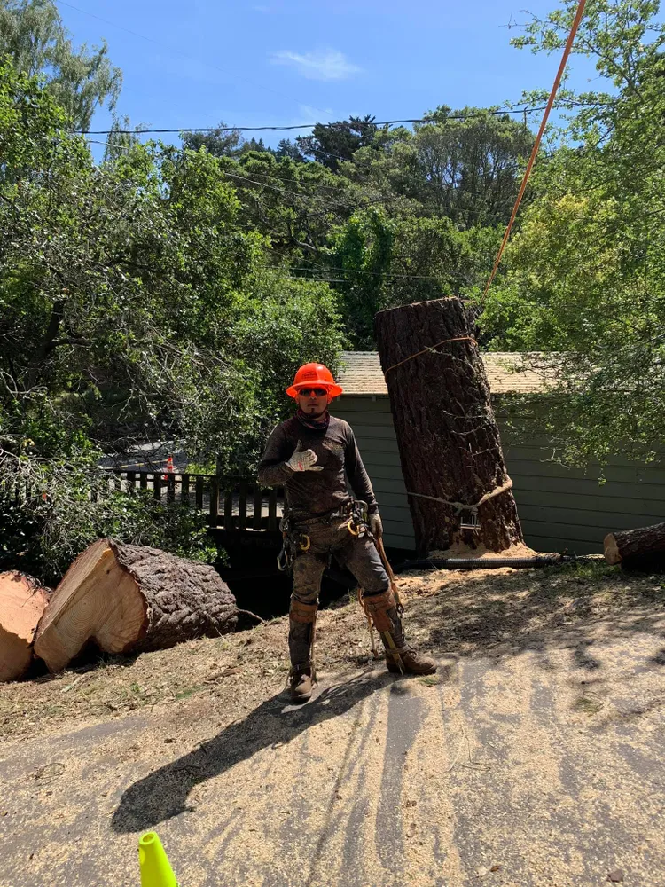 Williams Tree Service LLC gallery 5