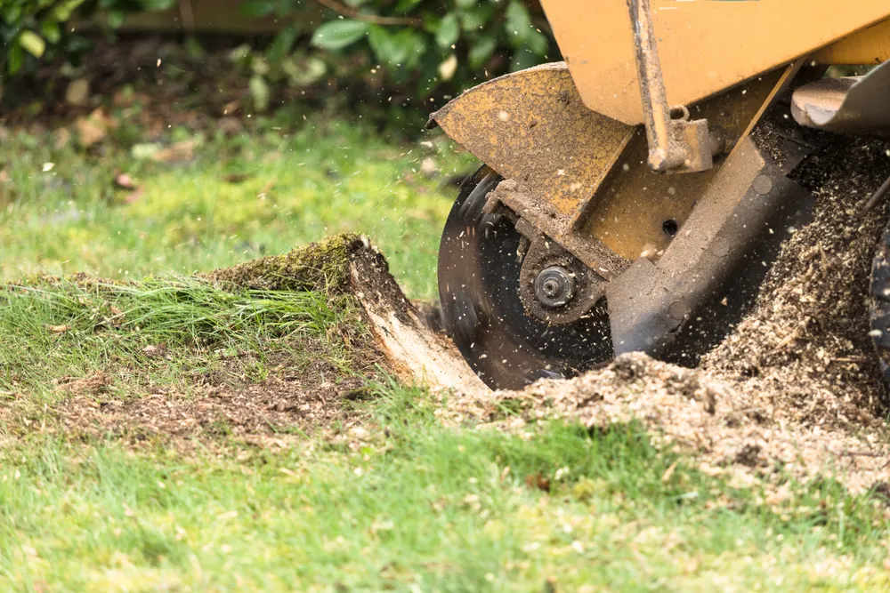 Williams Tree Service LLC gallery 6