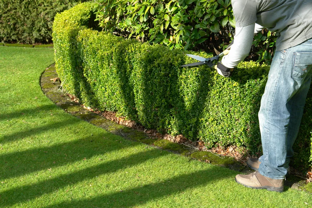 Williams Tree Service LLC gallery 7